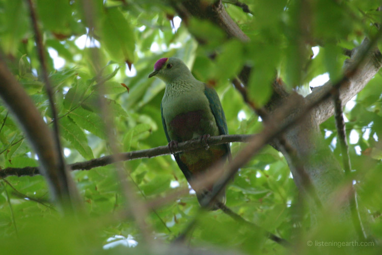 The booming calls of Red-bellied Fruit Doves are heard often in the forest depths