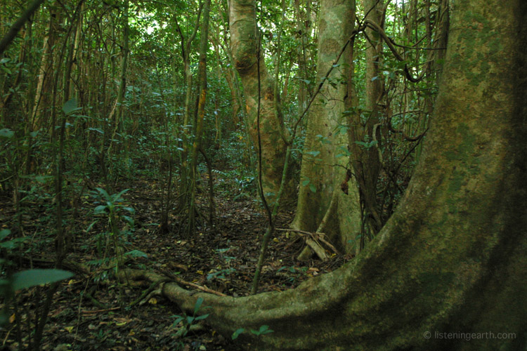 The soils of these lowland forests are shallow, so trees develop sweeping buttress root systems