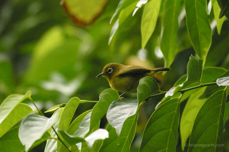 A Vanuatu White-eye, a member of a diverse family that has <br>evolved numerous species across isolated island groups of the Pacific