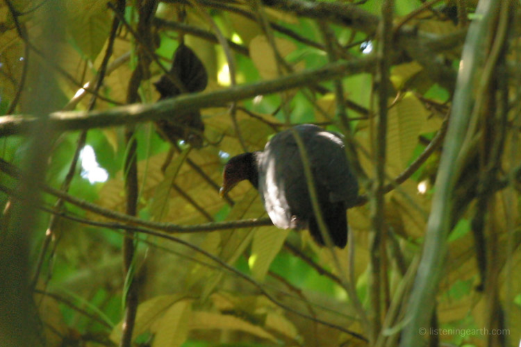 More often heard than seen; a Vanuatu Megapode hides among the vegetation