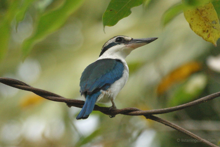 The loud calls of Collared Kingfishers are frequently heard near the coast