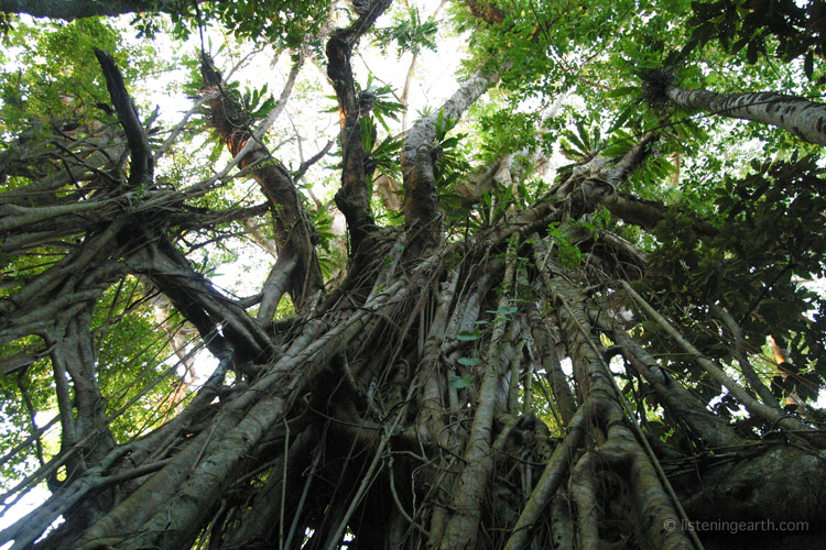 The crown of a massive banyan tree towers over the surrounding forest