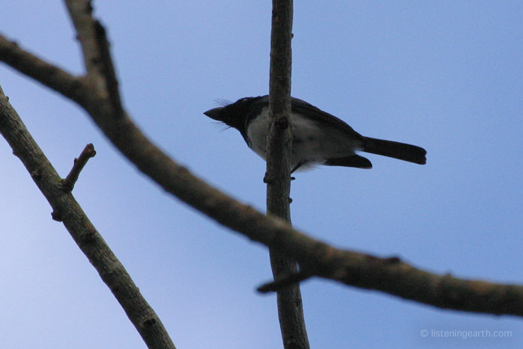 A Melanesian Flycatcher silhouetted in the canopy