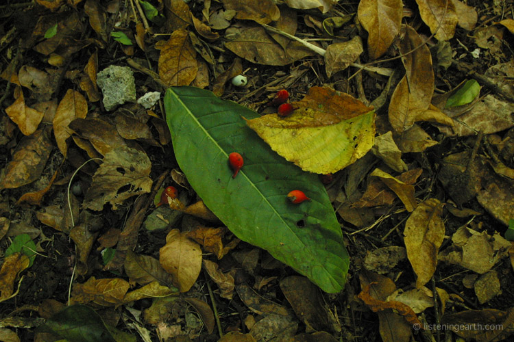 Still life portrait of the forest floor