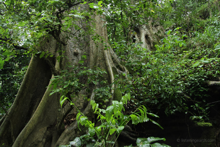 Figs are common in these tropical forests