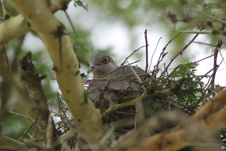 A nesting African Mourning Dove