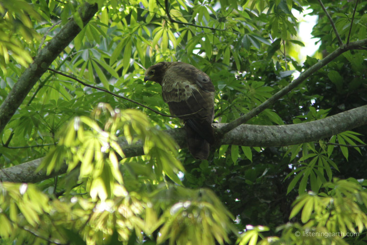 Tawny Eagles range widely, including denser forests
