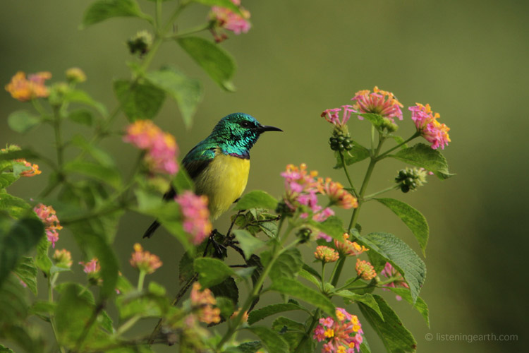 A male Collared Sunbird, often encountered in lusher forests of east Africa