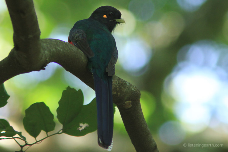 Bar-tailed Trogon, quiet resident of the moist forest
