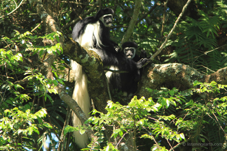 Colobus Monkeys live in small family groups, feeding in the forest canopy
