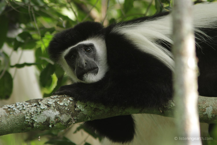A Black and White Colobus resting. <br>Their latin name - colobus - refers to their thumb being only a vestigal stump