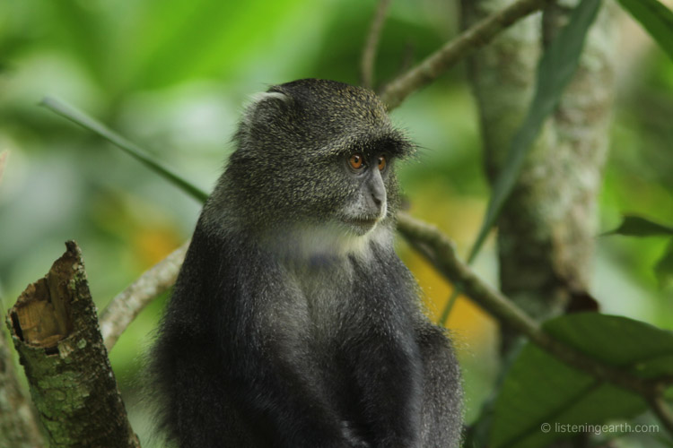 A Blue Colobus Monkey, resting quietly in the forest midstory