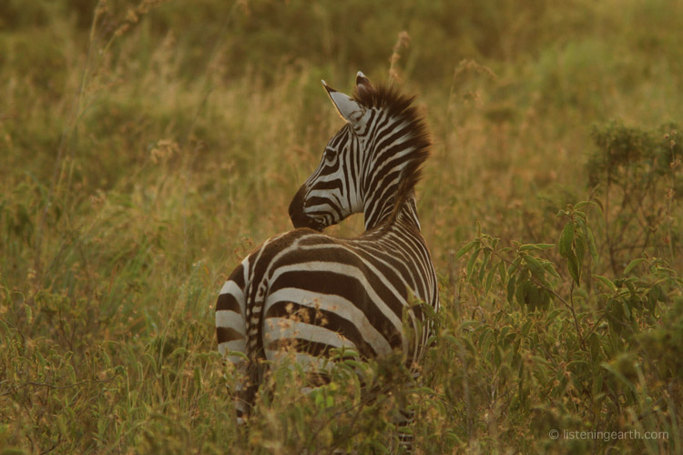 Zebra in the late afternoon on the slopes of Mt. Meru