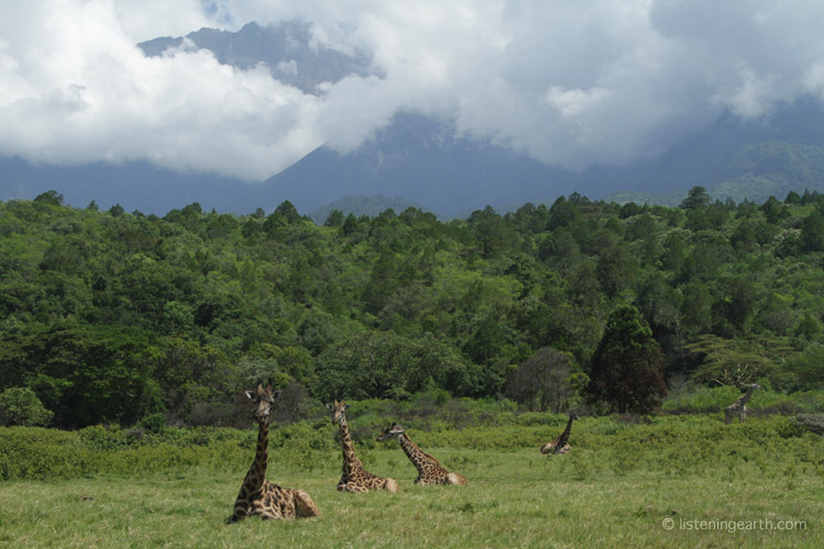 Giraffe rest and feed in open areas, with cloud-swathed Mt. Meru in the background