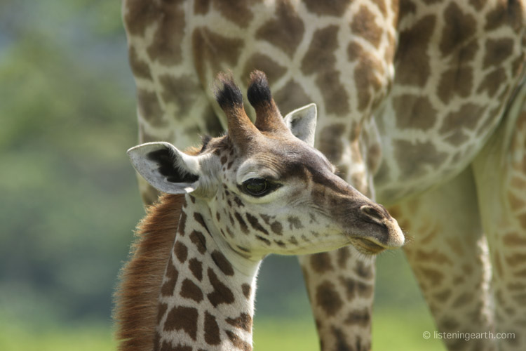 This juvenile giraffe sits under the protective bulk of its mother