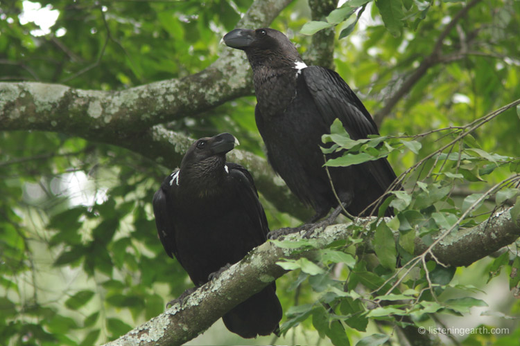 A pair of White-naped Ravens