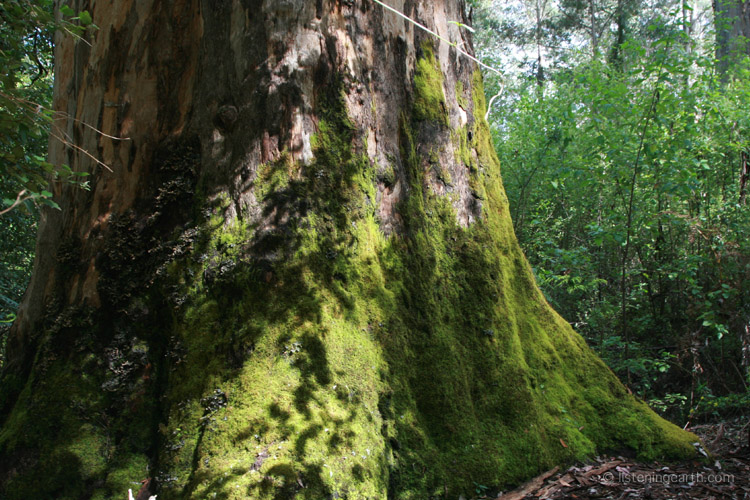 Moss covered base of a huge Karri tree