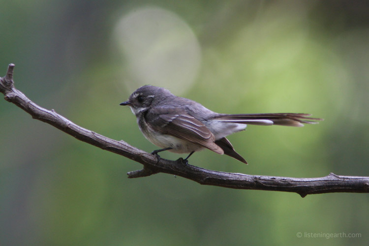 Grey Fantail, giver of silvery song