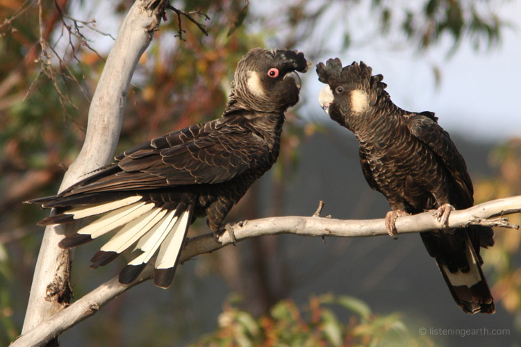 Short-billed Black Cockatoos, formerly called White-tailed Black Cockatoos