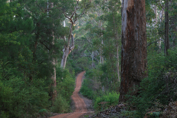 Scenic road through the Shannon National Park