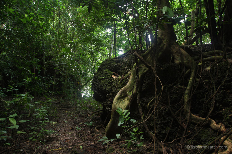 A coastal track enters the islands primary forest past limestone outcrops