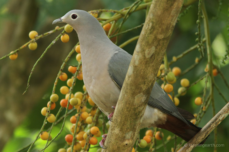 Island imperial pigeons give lovely low calls that carry through the rainforest