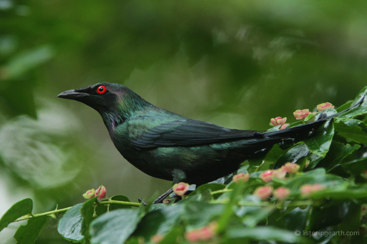 The irridescent plumage and fiery eye of a metallic starling <br>These birds hang out in vocal flocks, and are heard throughout the day