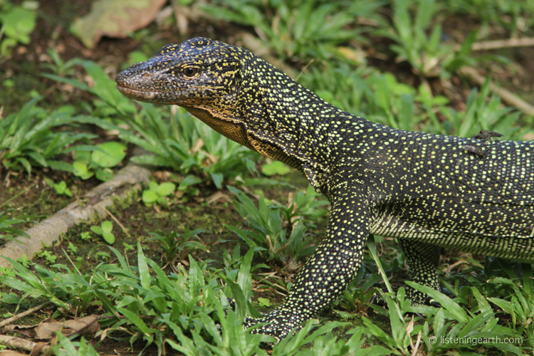 Lace monitors are quite commonly encountered, <br>patrolling the forest floor for delicacies such as megapode eggs.