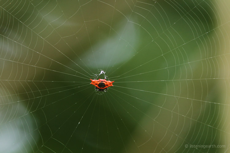 Tiny jewel spider in its web