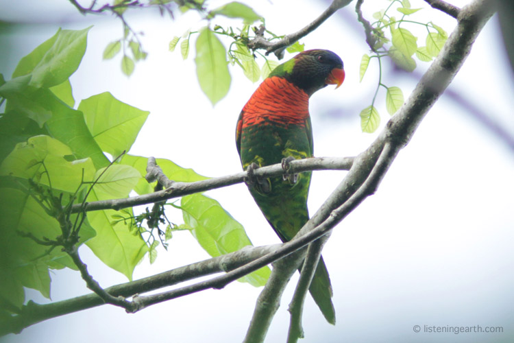 Rainbow lorikeets are common (and noisy!) throughout the western Pacific <br>with a number of races found on different island groups