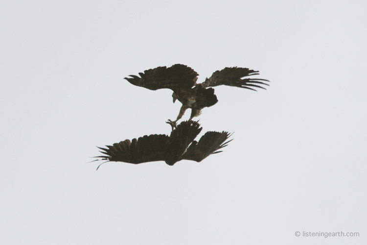 A pair of Solomon sea eagles tumble through the air, <br>talons locked in a spectacular display flight