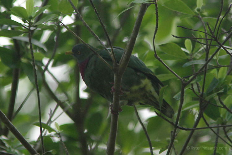 Claret-breasted fruit doves are found throughout the islands