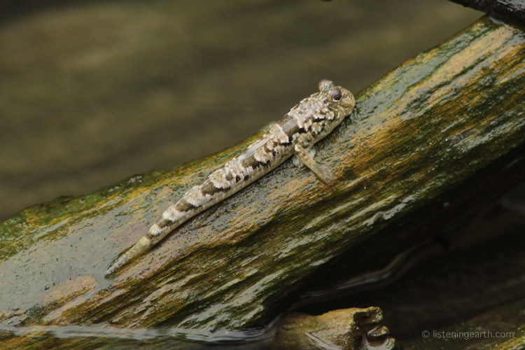 Down by the coast, in the intertidal zone, a tiny mudskipper draws itself out of the water