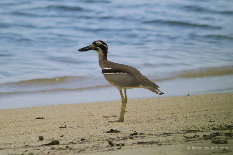 A beach stone curlew patrols the shoreline of Tetepares lagoon