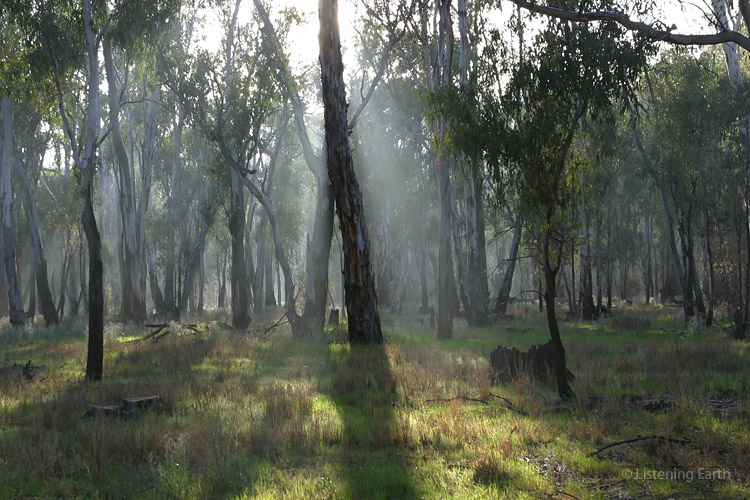 Shafts of sunlight in the red gum forest