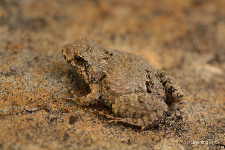 A tiny crinia signifera, or brown froglet, <br>which can be heard creaking in the recording