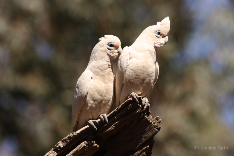 Pair of little corellas - they often have more melodious calls than the white cockatoo