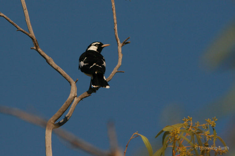 The magpie lark, also known as the Murray magpie