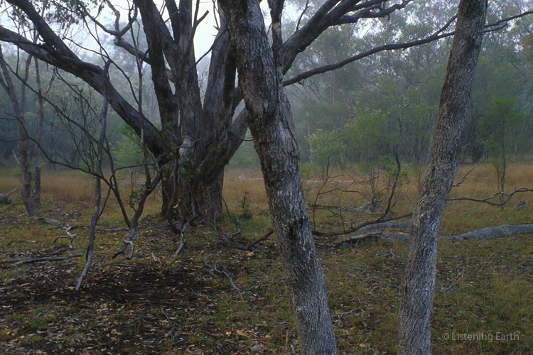 Box trees, another kind of eucalypt, are also found on the riverine flood plain