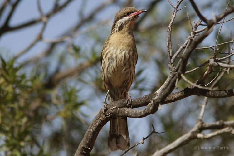 A curious spiney-cheeked honeyeater