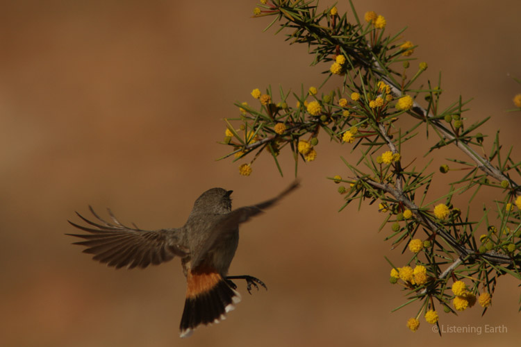 An inland thornbill hovers around an acacia in search of insects