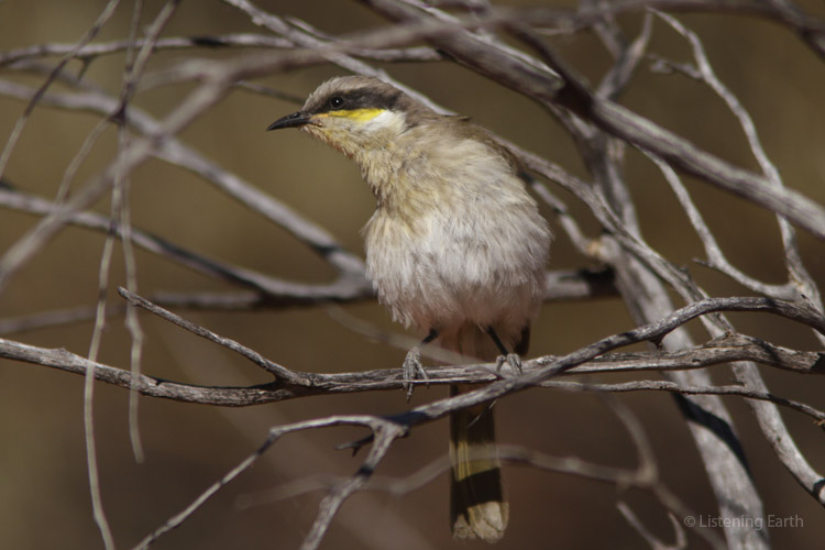 fluffing up in the morning sunshine - a singing honeyeater