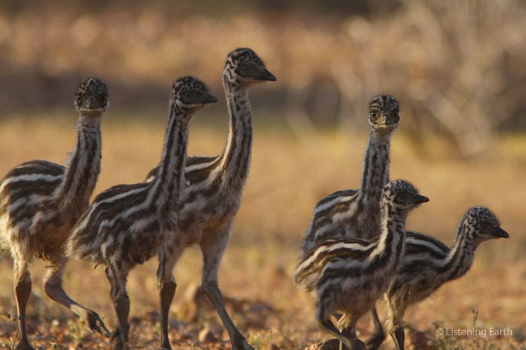 Emu chicks. It is the male that cares for his little brood, <br>as they obediently follow him around in a close group