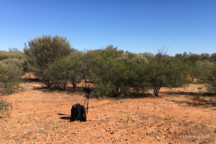 Our recording location - <br>the edge of a stand of mulga, eremophila and acacia bushes lining a dry streambed
