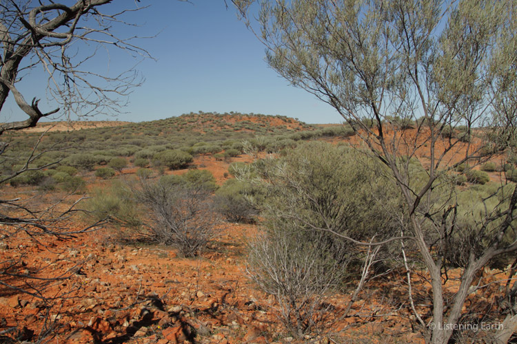 Birdlife in the Australian outback, like the vegetation, <br>is very well adapted to arid conditions