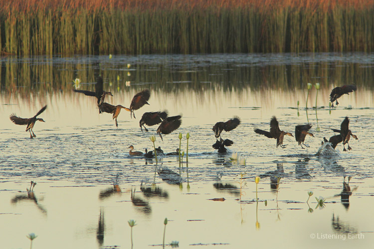 Whistling Ducks alight with a soft swish