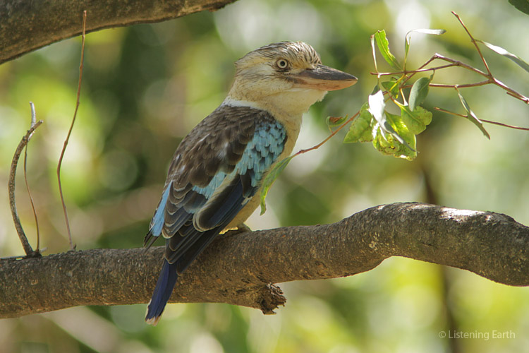 Blue-winged Kookaburras are the northern species <br> and call prominently in the first hour of this recording 
