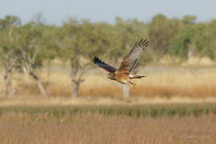 Swamp Harrier cruising over the reedbeds
