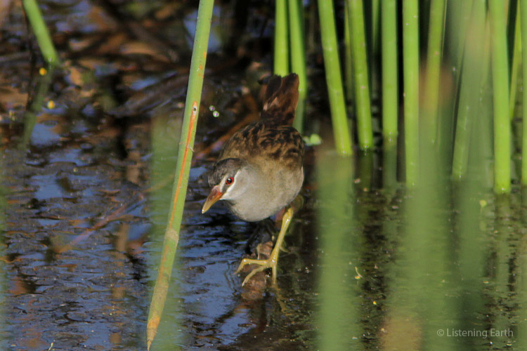 A shy White-browed Crake, feeding among the reeds