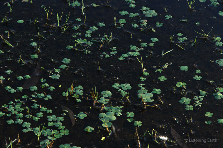 Nardoo, a native water plant, has returned to the wetland in abundance